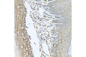 Immunohistochemistry of paraffin-embedded mouse skin using CALU antibody (ABIN6129533, ABIN6137878, ABIN6137880 and ABIN6222201) at dilution of 1:100 (40x lens). (CALU Antikörper  (AA 20-315))