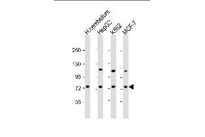 All lanes : Anti-SD1 Antibody  at 1:2000 dilution Lane 1: human cerebellum lysate Lane 2: HepG2 whole cell lysate Lane 3: K562 whole cell lysate Lane 4: MCF-7 whole cell lysate Lysates/proteins at 20 μg per lane.