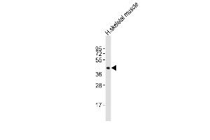 Anti-CDX4 Antibody (Center)at 1:2000 dilution + human skeletal muscle lysates Lysates/proteins at 20 μg per lane. (CDX4 Antikörper  (AA 181-214))