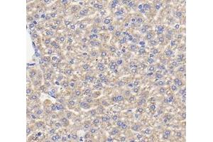 Immunohistochemistry analysis of paraffin-embedded mouse liver using,TFR2 (ABIN7075965) at dilution of 1: 400 (Transferrin Receptor 2 Antikörper)