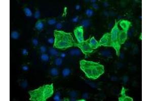 Anti-RASSF1 mouse monoclonal antibody (ABIN2454274) immunofluorescent staining of COS7 cells transiently transfected by pCMV6-ENTRY RASSF1 (RC213525). (RASSF1 Antikörper)