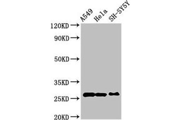Peroxiredoxin 6 Antikörper  (AA 87-224)