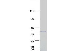 Validation with Western Blot (SERPINB8 Protein (Transcript Variant 3) (Myc-DYKDDDDK Tag))
