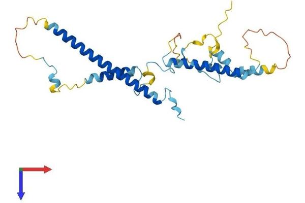 Leng1 Protein (AA 1-264) (His tag)