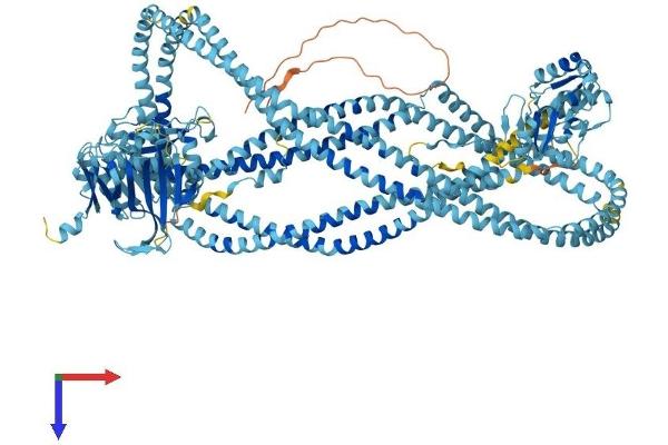 SMC4 Protein (AA 1-1286) (His tag)
