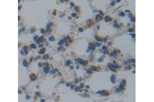 IHC-P analysis of Mouse Tissue, with DAB staining. (URGCP Antikörper  (AA 689-924))