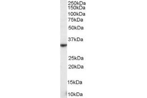 Image no. 1 for anti-Killer Cell Lectin-Like Receptor Subfamily K, Member 1 (KLRK1) (Internal Region) antibody (ABIN374587)