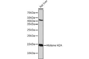 Western blot analysis of extracts of Rat liver, using Histone H2A Rabbit mAb (ABIN7267703) at 1:1000 dilution. (HIST1H2AE Antikörper)