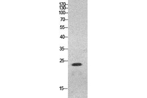 Western Blot analysis of HeLa cells using HMG-1 Polyclonal Antibody. (HMGB1 Antikörper  (N-Term))
