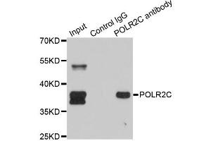 Immunoprecipitation analysis of 150ug extracts of SW620 cells using 3ug POLR2C antibody. (POLR2C Antikörper)