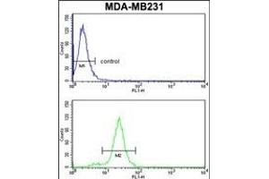 SERPINA3 Antibody (C-term) (ABIN1882130 and ABIN2841450) flow cytometry analysis of MDA-M cells (bottom histogram) compared to a negative control cell (top histogram). (SERPINA3 Antikörper  (C-Term))