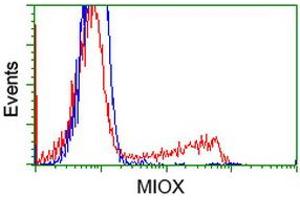 HEK293T cells transfected with either RC210070 overexpress plasmid (Red) or empty vector control plasmid (Blue) were immunostained by anti-MIOX antibody (ABIN2453309), and then analyzed by flow cytometry. (MIOX Antikörper)
