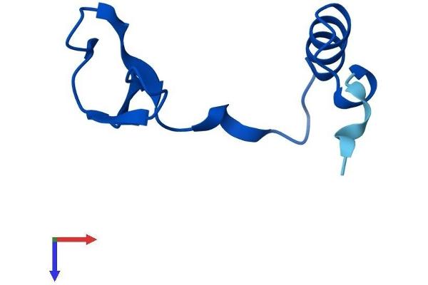 Nop10 Protein (AA 1-64) (Fc Tag)