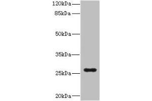 Western Blotting (WB) image for anti-Tumor Necrosis Factor (Ligand) Superfamily, Member 15 (TNFSF15) (AA 72-251) antibody (ABIN7173810)