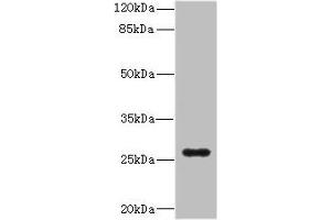 Western blot All lanes: TNFSF15 antibody IgG at 0. (TNFSF15 Antikörper  (AA 72-251))