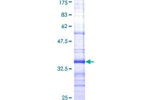 NPY1R Protein (AA 1-115) (GST tag)