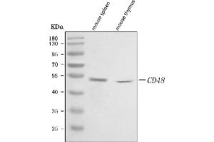 Western blot analysis of Cd48 using anti-Cd48 antibody (ABIN7602437).