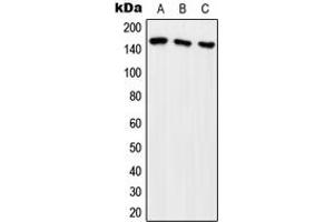 Western blot analysis of ARHGEF10 expression in HeLa (A), HEK293T (B), SP2/0 (C) whole cell lysates.