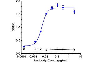 Immobilized human ACVR2B chis at 2 μg/mL can bind Anti-ACVR2B Reference Antibody (bimagrumab), EC50=0.