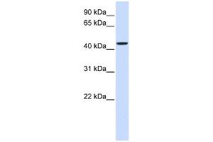 WB Suggested Anti-NIPA2 Antibody Titration:  0. (NIPA2 Antikörper  (Middle Region))