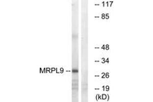 Western blot analysis of extracts from COLO cells, using MRPL9 Antibody.
