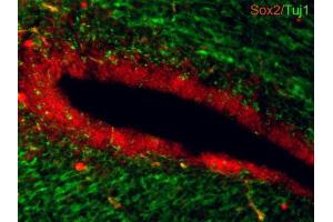 IHC-Fr Image Sox2 antibodies detects Sox2 proteins on embryonic mouse brain by immunohistochemical analysis. (SOX2 Antikörper)