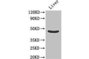 Western Blot Positive WB detected in: Mouse liver tissue All lanes: OLFML1 antibody at 2 μg/mL Secondary Goat polyclonal to rabbit IgG at 1/50000 dilution Predicted band size: 46 kDa Observed band size: 46 kDa (OLFML1 Antikörper  (AA 201-402))