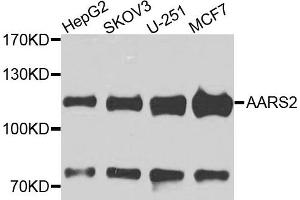 Western blot analysis of extracts of various cells, using AARS2 antibody. (AARS2 Antikörper)