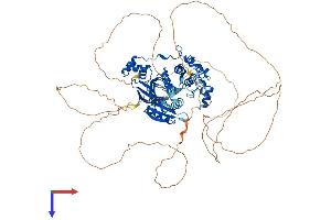MARK1 Protein (AA 1-795) (His tag)