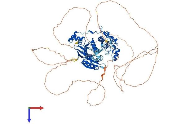 MARK1 Protein (AA 1-795) (His tag)