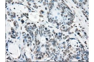 Image no. 11 for anti-P450 (Cytochrome) Oxidoreductase (POR) antibody (ABIN1497746) (POR Antikörper)