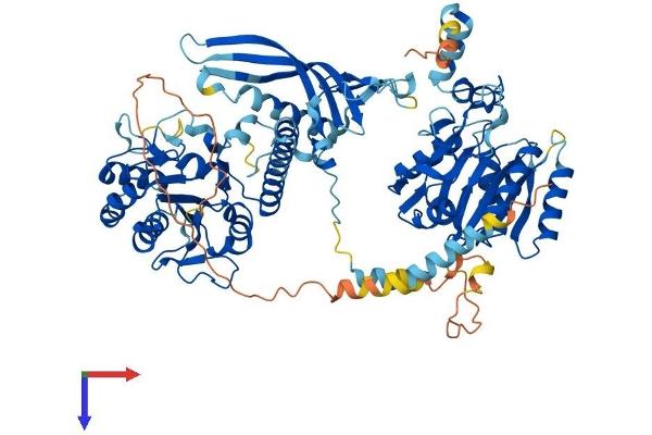 CHSY1 Protein (AA 1-802) (His tag)