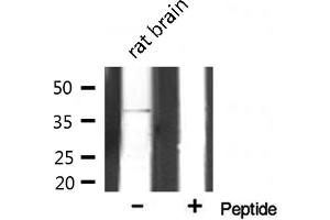 Western blot analysis on rat brain lysate using AOS1 Antibody (SAE1 Antikörper  (Internal Region))