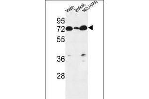 LR4 Antibody (C-term) (ABIN651164 and ABIN2840106) western blot analysis in Hela,Jurkat,NCI- cell line lysates (35 μg/lane). (LPPR4 Antikörper  (C-Term))
