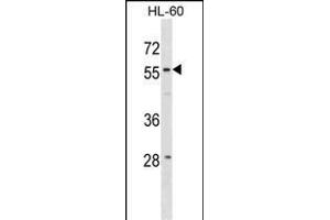 WDR21A Antibody (N-term) (ABIN1881999 and ABIN2838992) western blot analysis in HL-60 cell line lysates (35 μg/lane). (DCAF4 Antikörper  (N-Term))