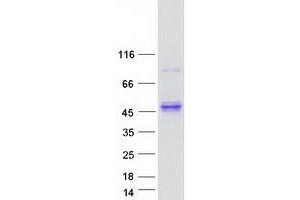 Western Blotting (WB) image for Kallikrein 11 (KLK11) (Transcript Variant 2) protein (Myc-DYKDDDDK Tag) (ABIN2724316)