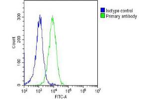 Overlay histogram showing Hela cells stained with Antibody (green line).