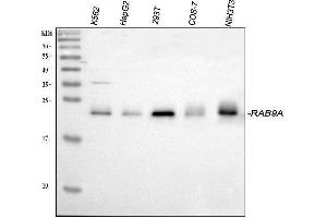 Western blot analysis of Rab9/RAB9A using anti-Rab9/RAB9A antibody (ABIN3044539). (RAB9A Antikörper  (C-Term))