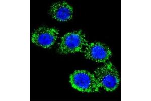 Immunofluorescence (IF) image for anti-Complement Decay-Accelerating Factor (CD55) antibody (ABIN2998248) (CD55 Antikörper)