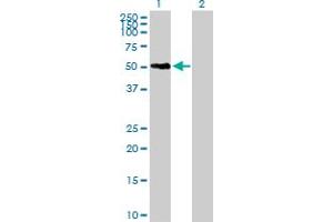 Western Blot analysis of SNX21 expression in transfected 293T cell line by SNX21 MaxPab polyclonal antibody. (SNX21 Antikörper  (AA 1-373))