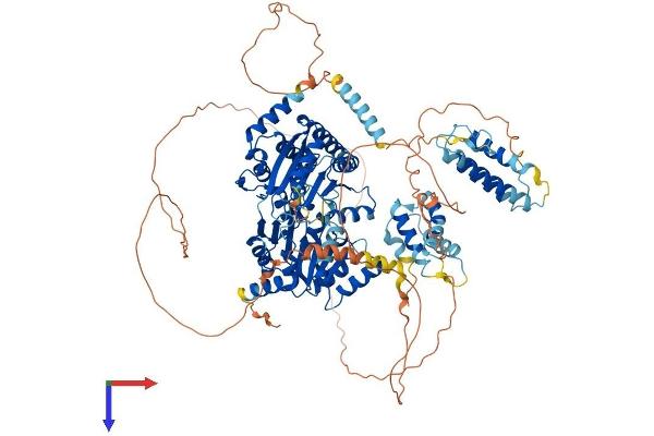 RECQL5 Protein (AA 1-982) (His tag)