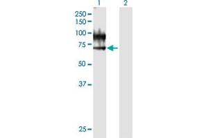 Western Blot analysis of VNN1 expression in transfected 293T cell line by VNN1 MaxPab polyclonal antibody. (VNN1 Antikörper  (AA 1-513))