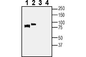 Western blot analysis of rat brain lysates (lanes 1 and 3) and mouse brain lysates (lanes 2 and 4):1-2.