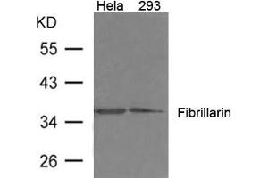 Western blot analysis of extract from 293, Hela cells using Fibrillarin Antibody (Fibrillarin Antikörper)