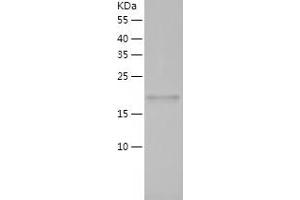 PPIH Protein (AA 2-177) (His tag)