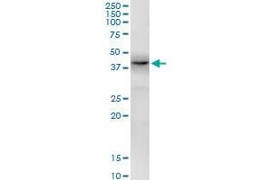 Western Blotting (WB) image for anti-Eukaryotic Translation Initiation Factor 2B, Subunit 2 Beta, 39kDa (EIF2B2) (AA 1-351) antibody (ABIN522377)