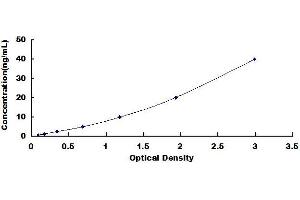 Vitamin D Receptor ELISA Kit