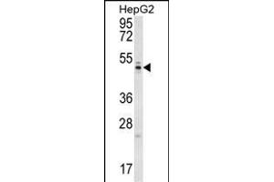 WDR12 Antibody (Center) (ABIN657000 and ABIN2846179) western blot analysis in HepG2 cell line lysates (35 μg/lane).