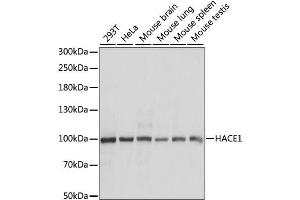 Western blot analysis of extracts of various cell lines, using HACE1 antibody. (HACE1 Antikörper)