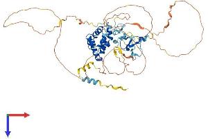 AIRE Protein (AA 1-545) (His tag)